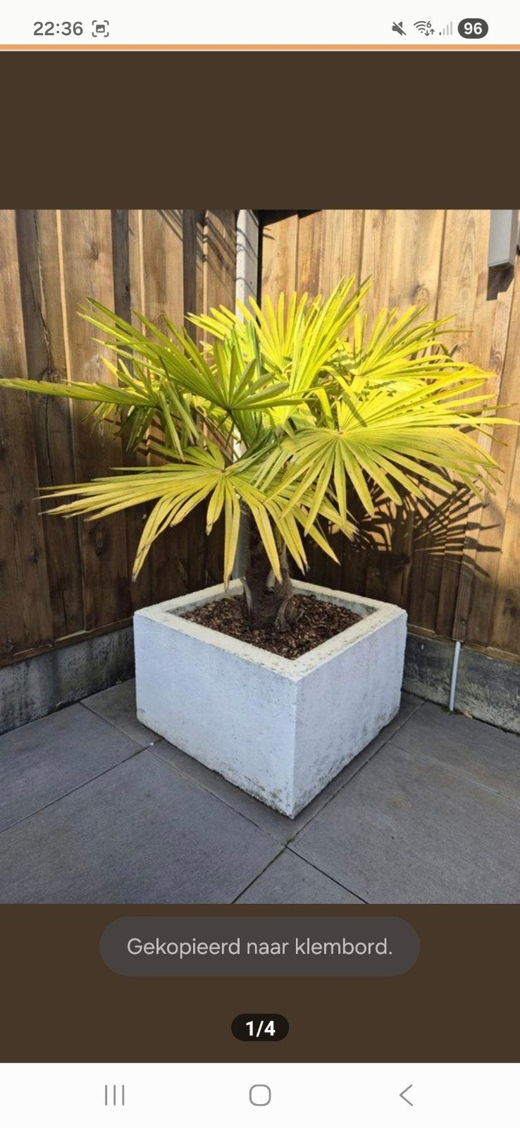 mooie palmboom, Volle zon, Ophalen of Verzenden, 100 tot 250 cm, Zomer