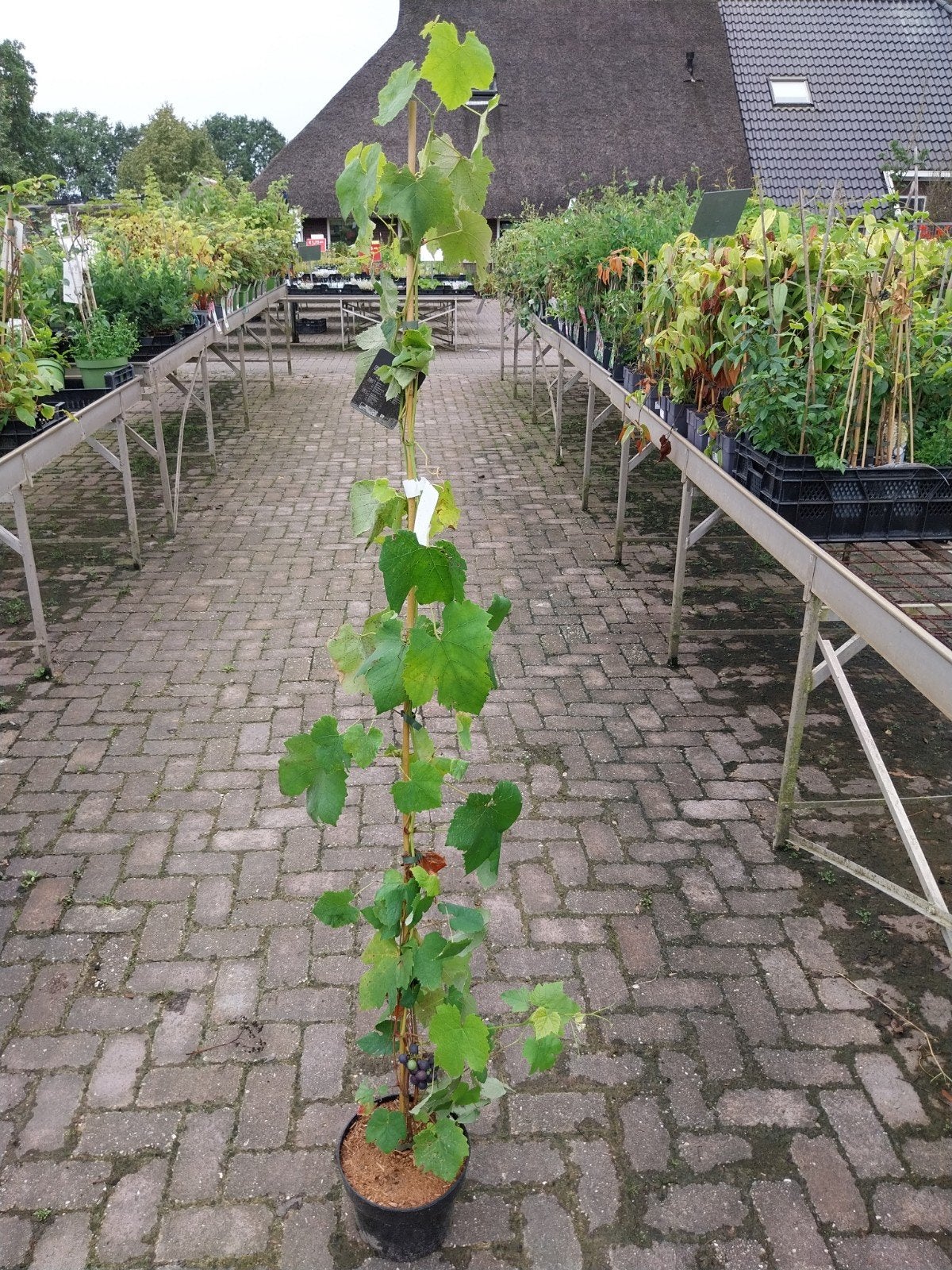 Vitis 'Boskoop Glory' - Blauwe Druif, Ophalen, Volle zon, Vaste plant, Bloeit niet
