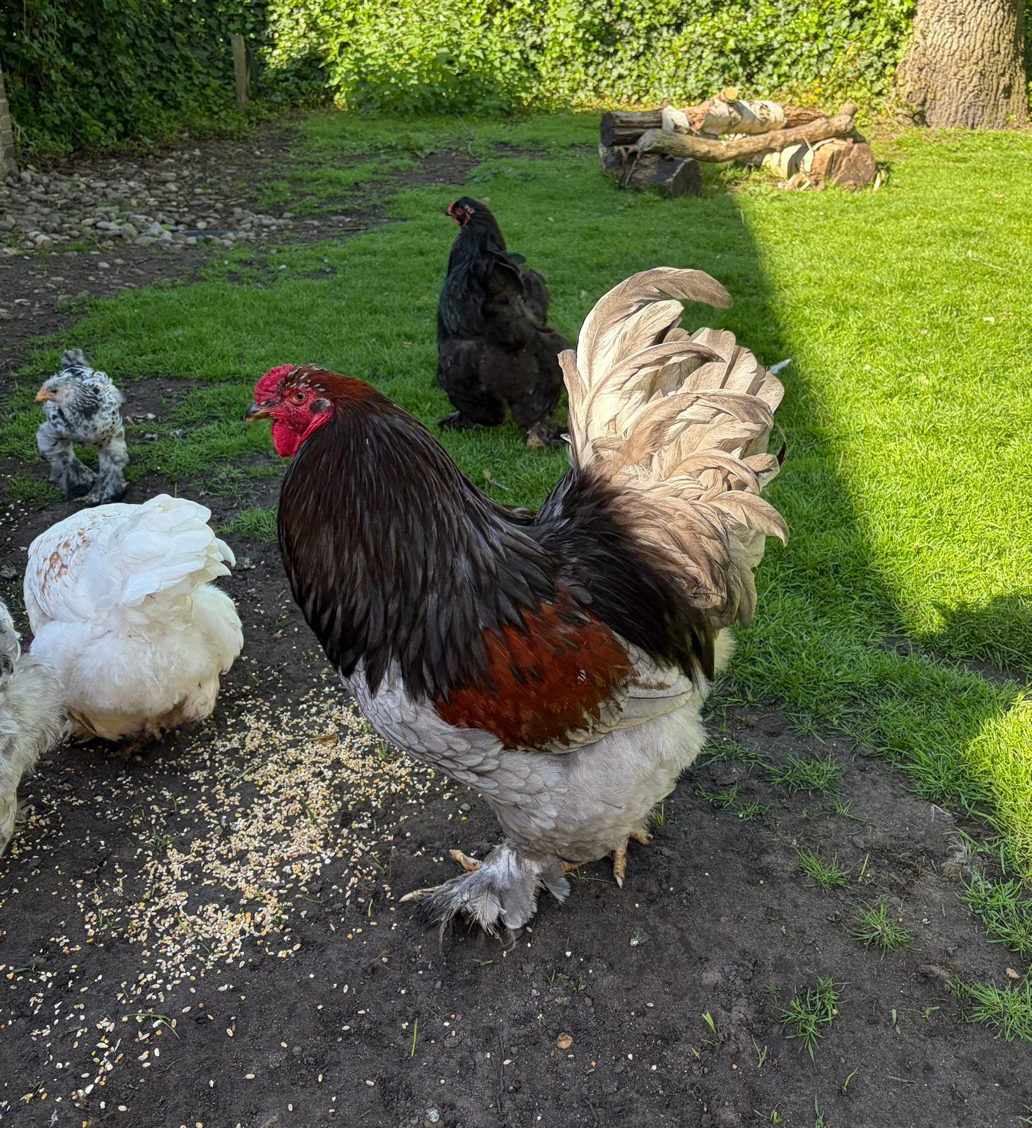 Prachtige en lieve Brahma haan, Dieren en Toebehoren, Pluimvee, Mannelijk, Kip