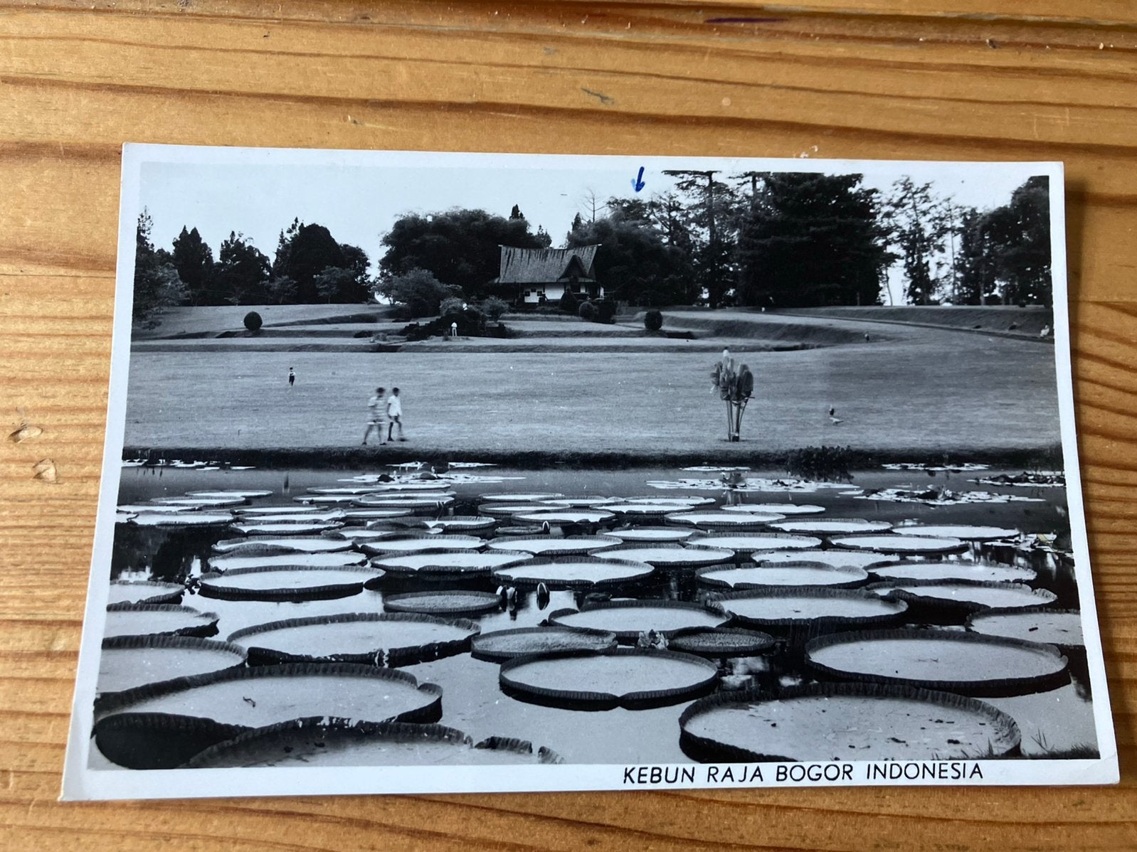 Ansichtkaart Indonesië 1956 kebun raja bogor, java, Ophalen of Verzenden, 1940 tot 1960, Buiten Europa