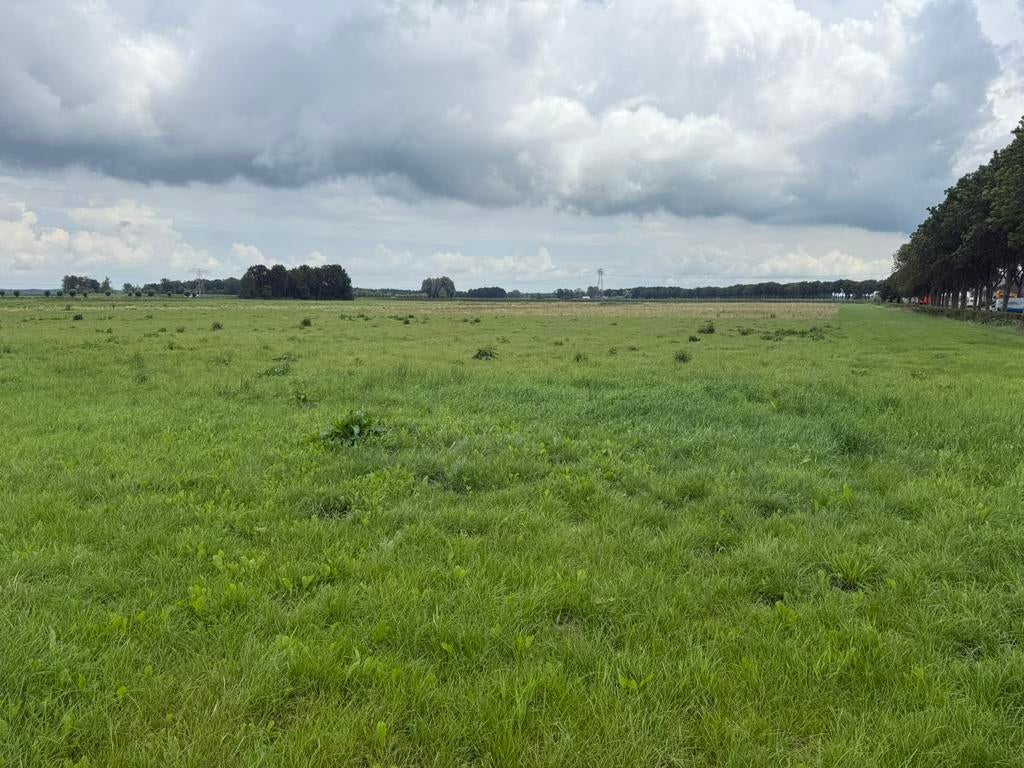 Grasland te huur gezocht