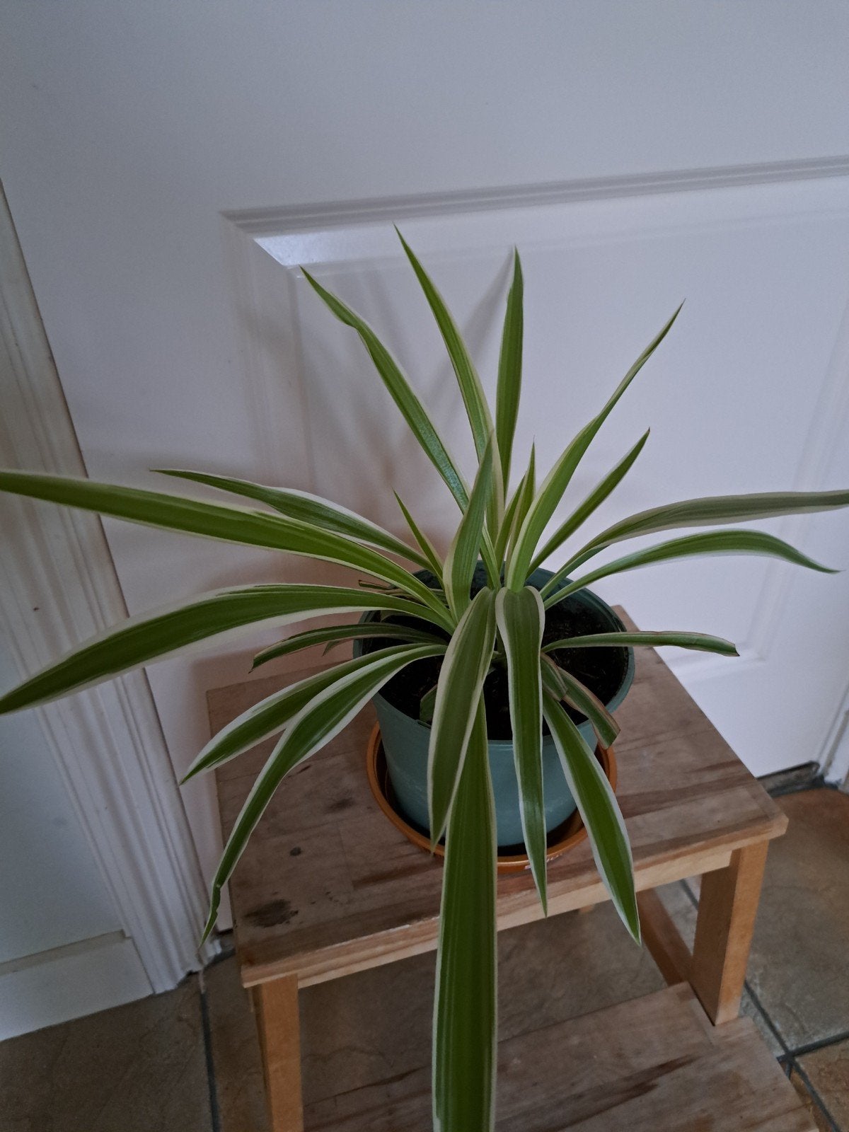 graslelie, Huis en Inrichting, Ophalen, Halfschaduw, Minder dan 100 cm