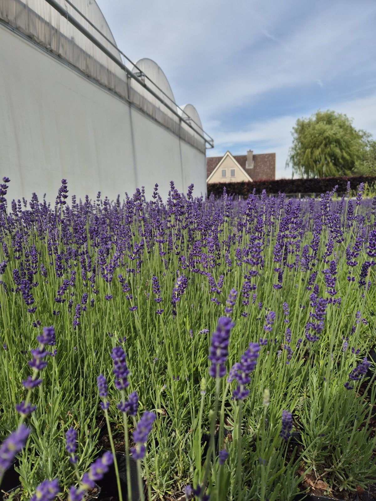 Lavendel 'Hidcote' planten in 9cm potten - Tray aanbieding, Ophalen, Overige soorten, Volle zon