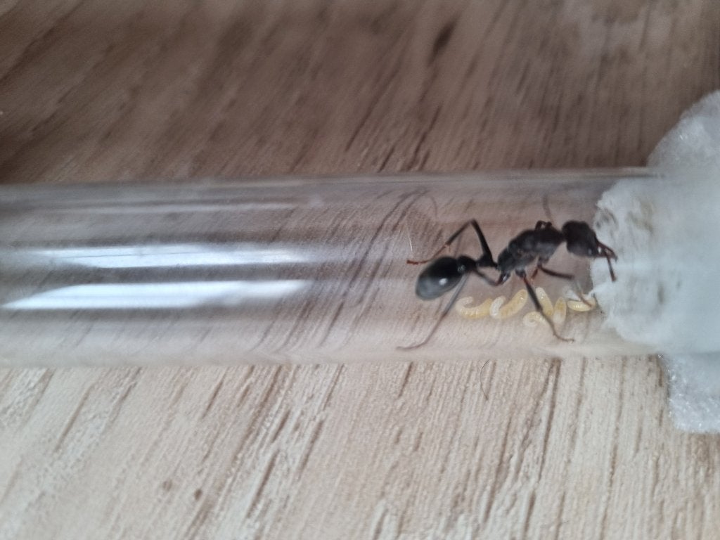 Myrmecia pyriformis, Mieren