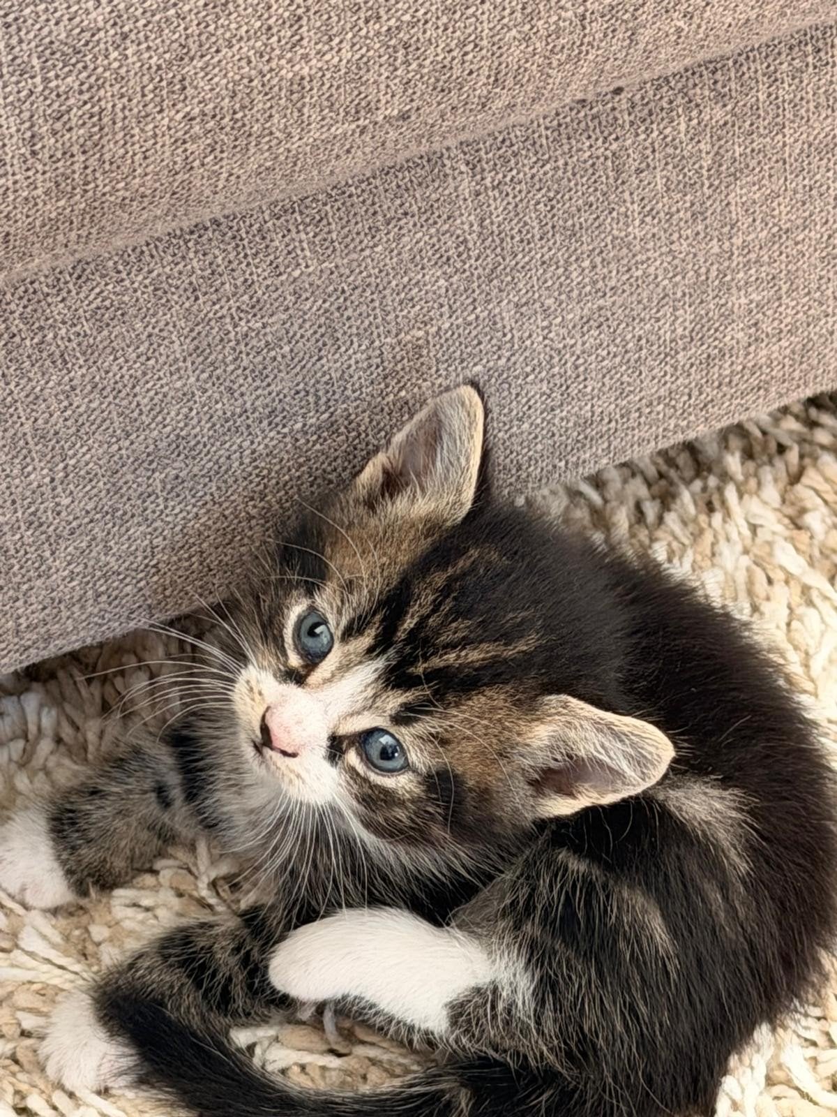 Onze schattige kittens zijn nu 3 weken oud en zoeken alvast