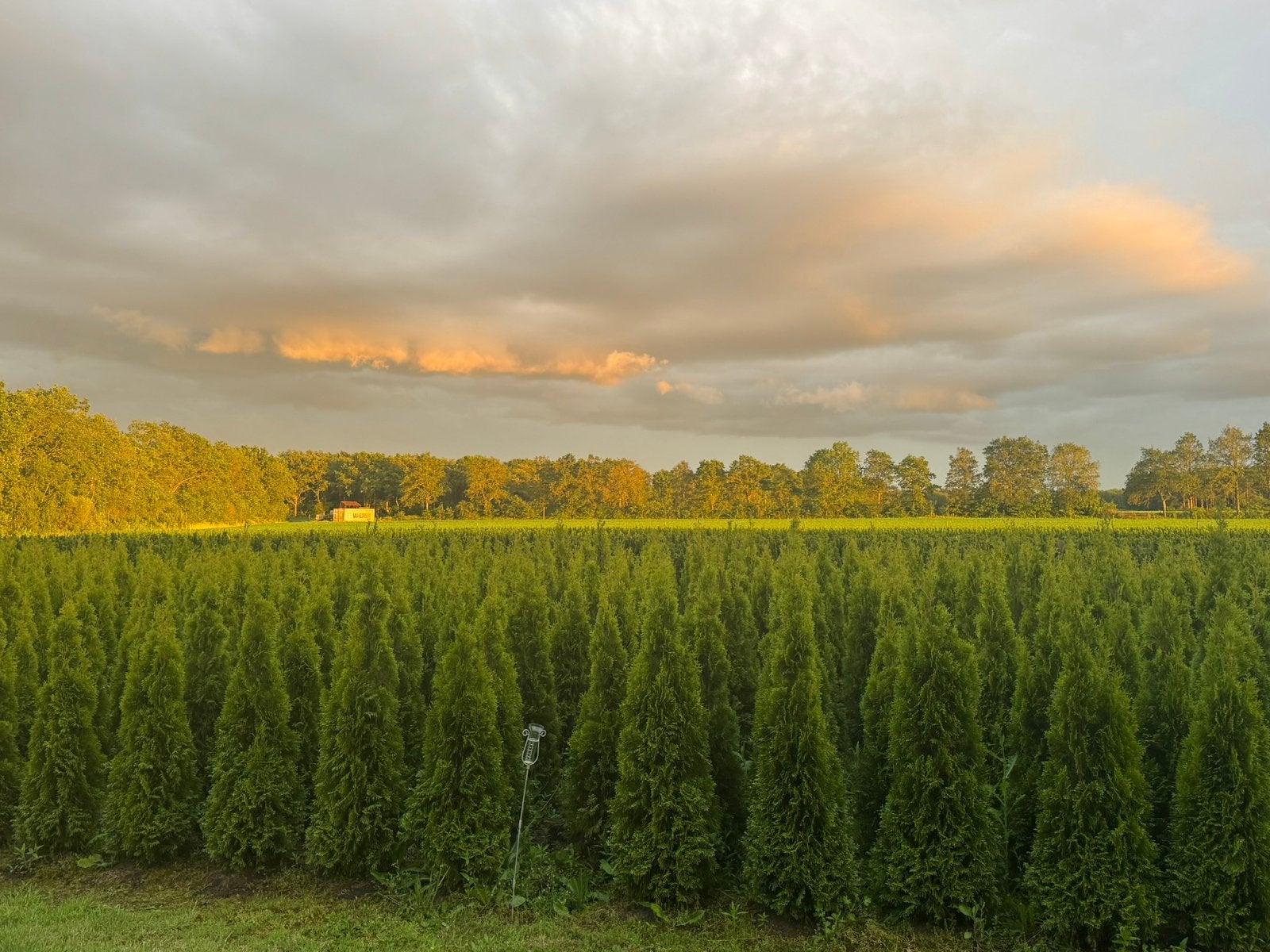 Mooie conifeer thuja smaragd te koop, Tuin en Terras, Planten | Struiken en Hagen, Ophalen, Conifeer, 100 tot 250 cm