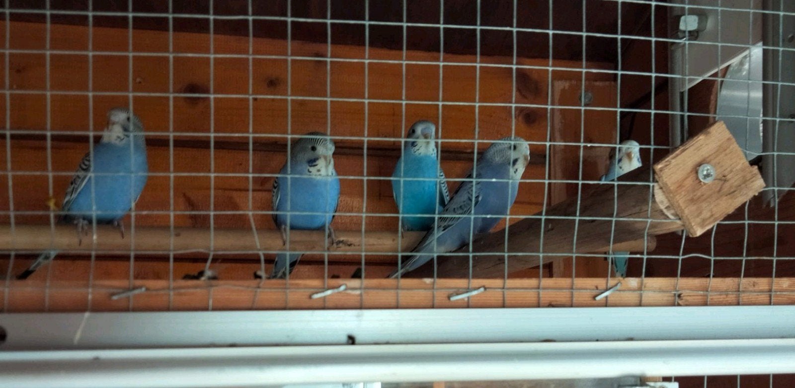 jonge grasparkieten, Meerdere dieren, Kleurkanarie