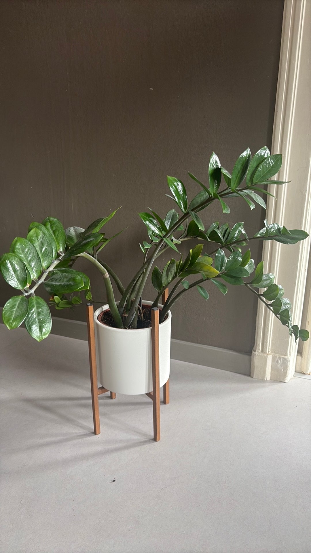 ZZ Plant (Zamioculcas Zamiifolia) with Ceramic Pot, Huis en Inrichting, Kamerplanten, Ophalen, Halfschaduw, Minder dan 100 cm