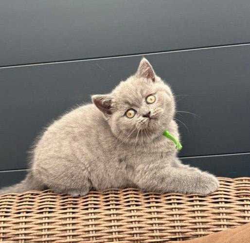 Prachtige britse korthaar kittens! Inclusief garantie, Meerdere dieren, Gechipt, 0 tot 2 jaar
