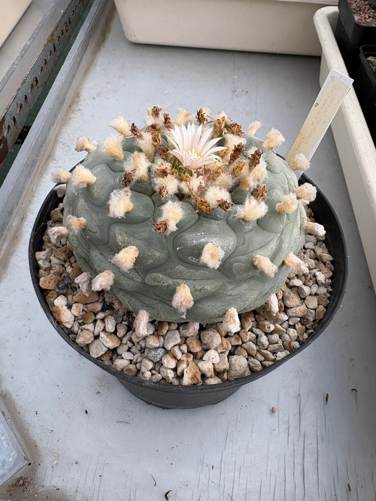 Lophophora Echinata Diffusa, Huis en Inrichting, Kamerplanten, Ophalen of Verzenden, Cactus, Halfschaduw, Minder dan 100 cm