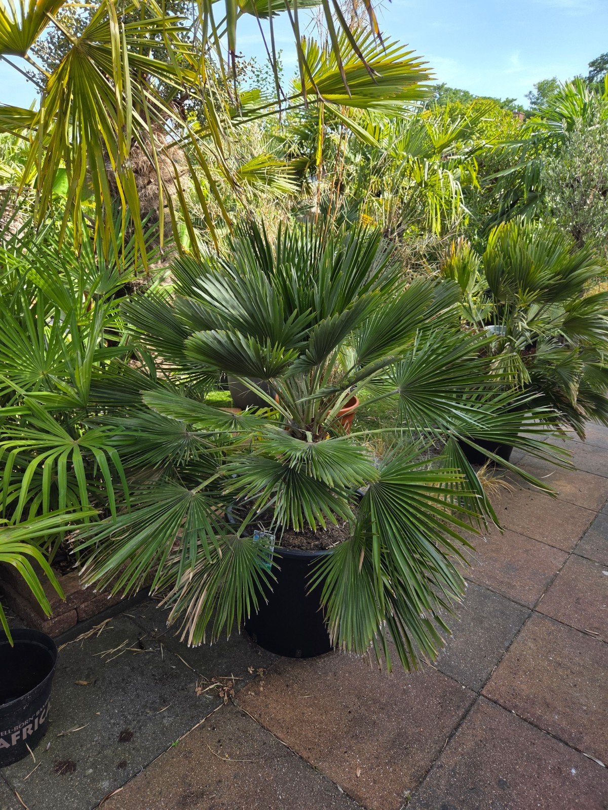 Chamaerops Humilis Vulcano - Prachtige volle palm, Ophalen of Verzenden