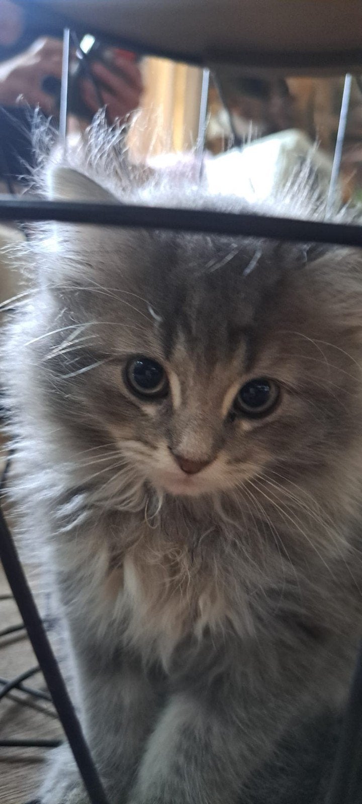 Prachtige Ragdoll kittens, Meerdere dieren, Ontwormd