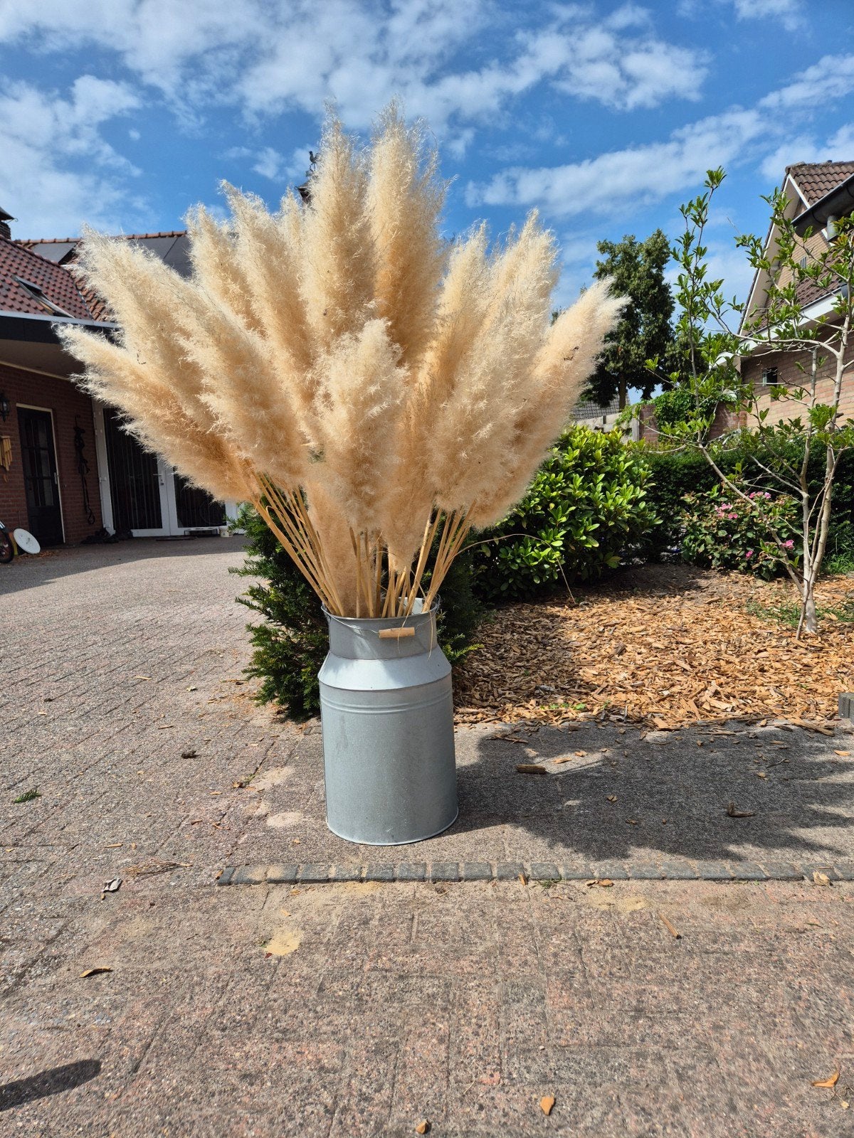 Grote bossen pampaspluimen voor decoratie, Ophalen, Beige, Boho, Nieuw