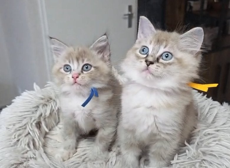 2 schattige Ragdoll kittens te koop., Poes, Gechipt
