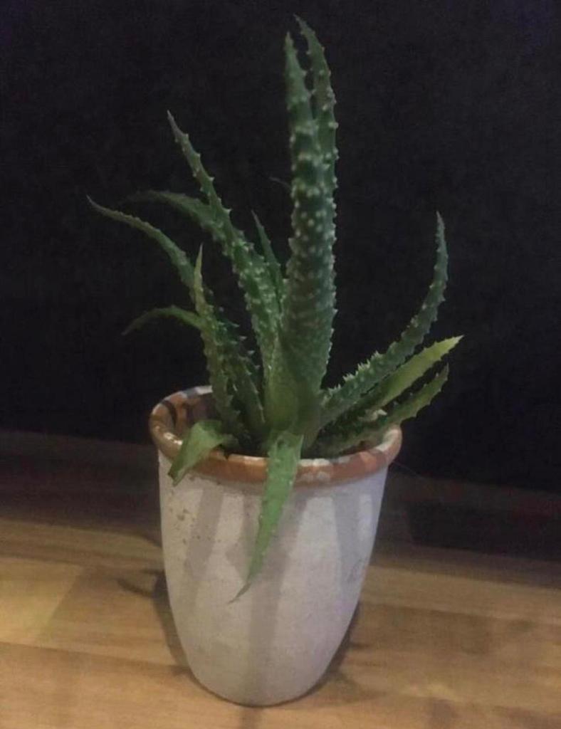 Stijlvolle vintage Bloempotten bio stekjes kamerplanten, Rond, Binnen, Ophalen of Verzenden, Zo goed als nieuw
