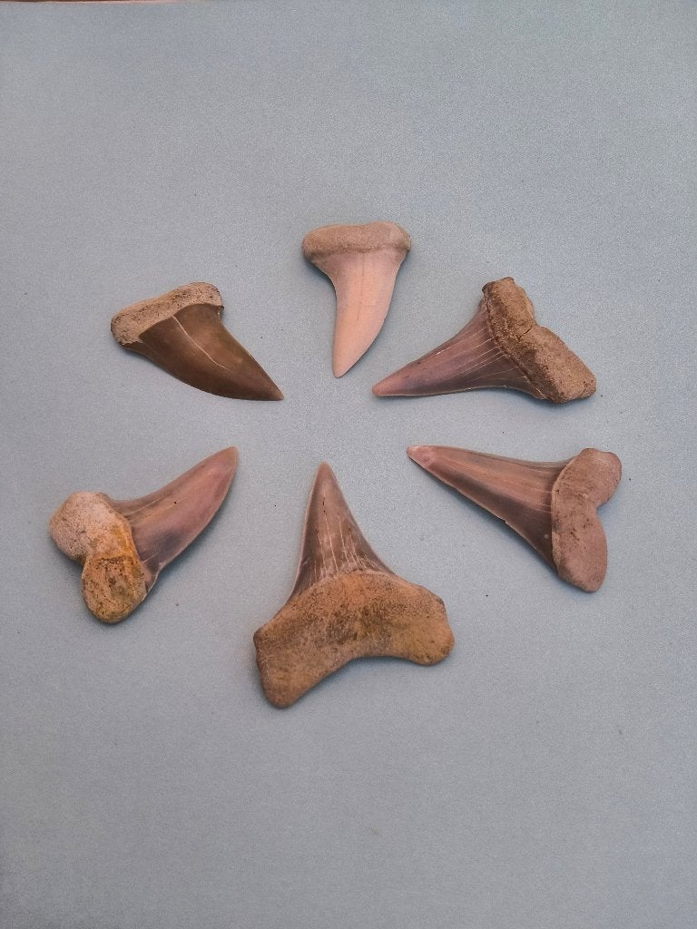 Haaientanden Sharktooth Hill, Ophalen of Verzenden, Fossiel