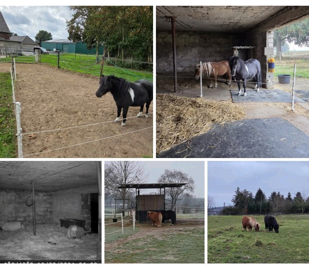 Shetlander stalling/ pensionstal, Dieren en Toebehoren, Stalling, 2 of 3 paarden of pony's