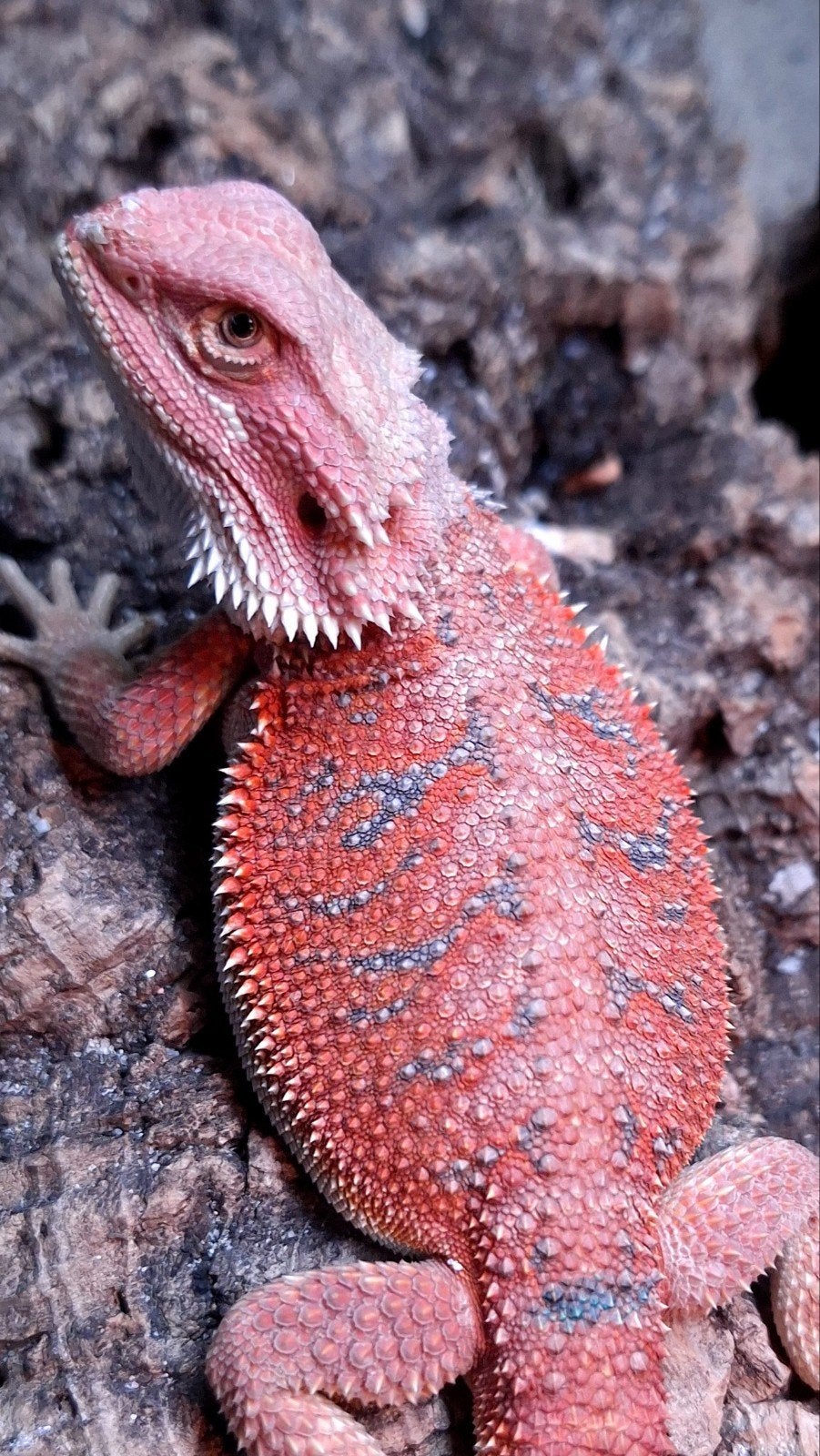 Red Hypo Blue Bar Baardagaam man het. Trans/Witblits Bearded Dragon - male for sale from Design Dragons
