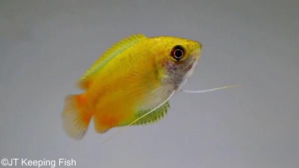 Trichogaster Chuna Mary Gold - Honinggoerami Goud, Dieren en Toebehoren, Vissen | Aquariumvissen, Vis, Zoetwatervis