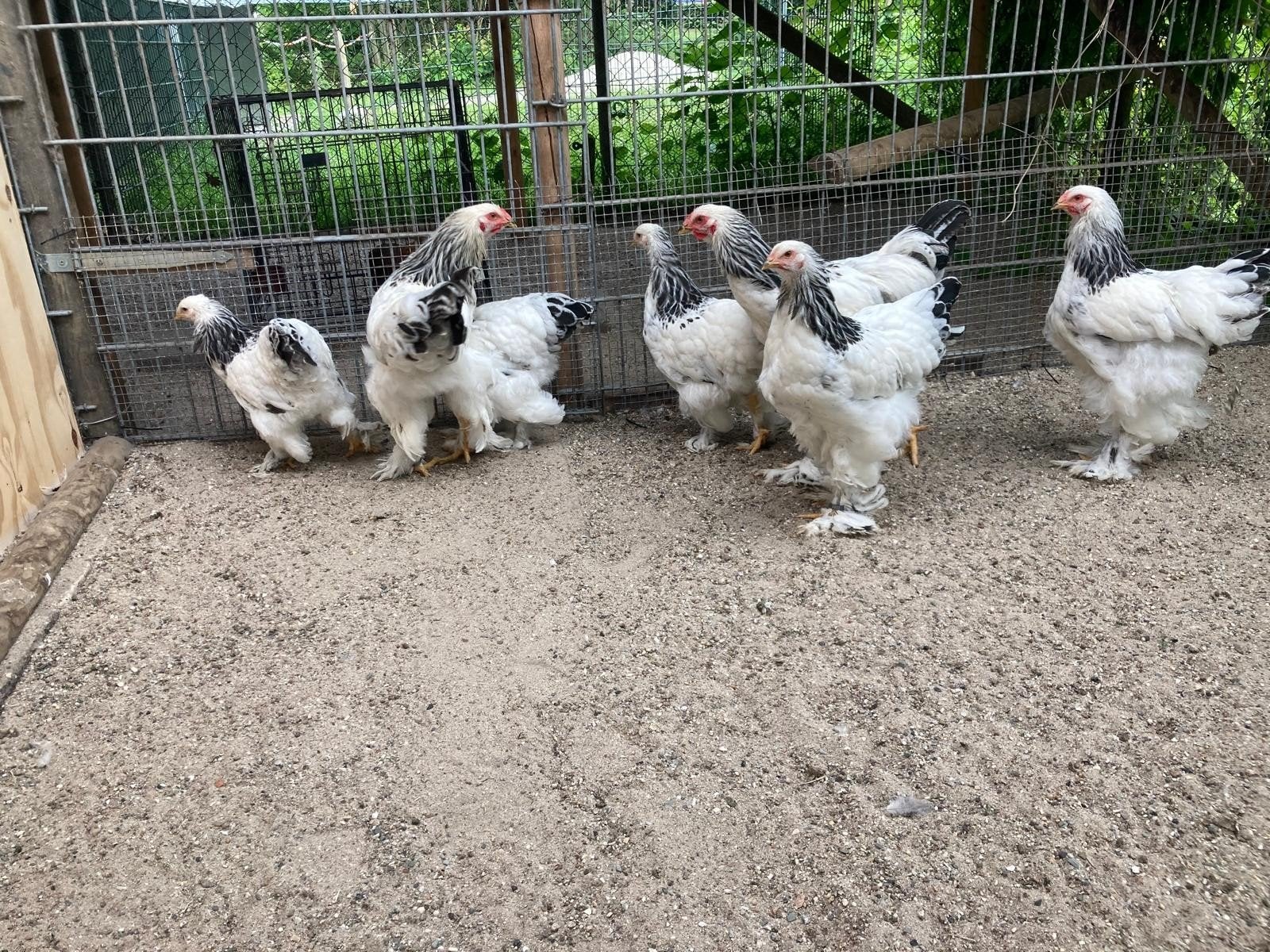Brahma's, witzwart columbia, Dieren en Toebehoren, Pluimvee, Mannelijk, Kip