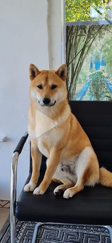 Shiba Inu actief en speels met kinderen en ouderen, Reu, Parvo, Eén hond, Nederland