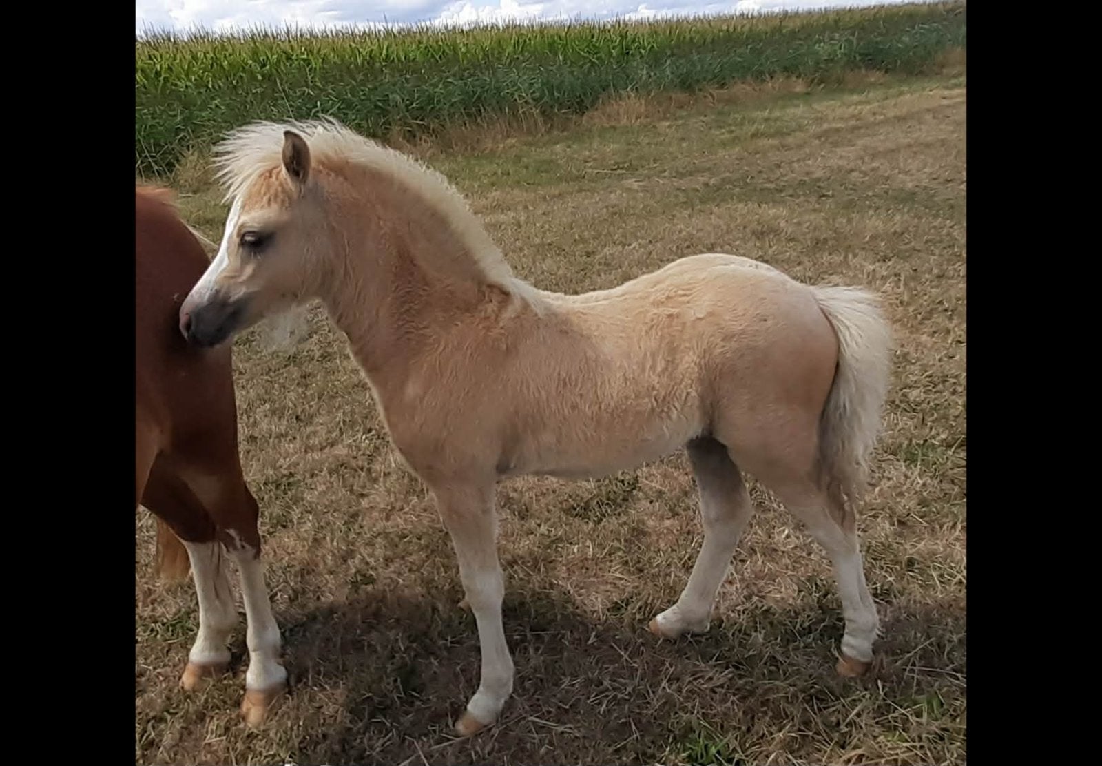 Prachtig welsh merrie met veulen, Dieren en Toebehoren, Pony's, Merrie, 3 tot 6 jaar