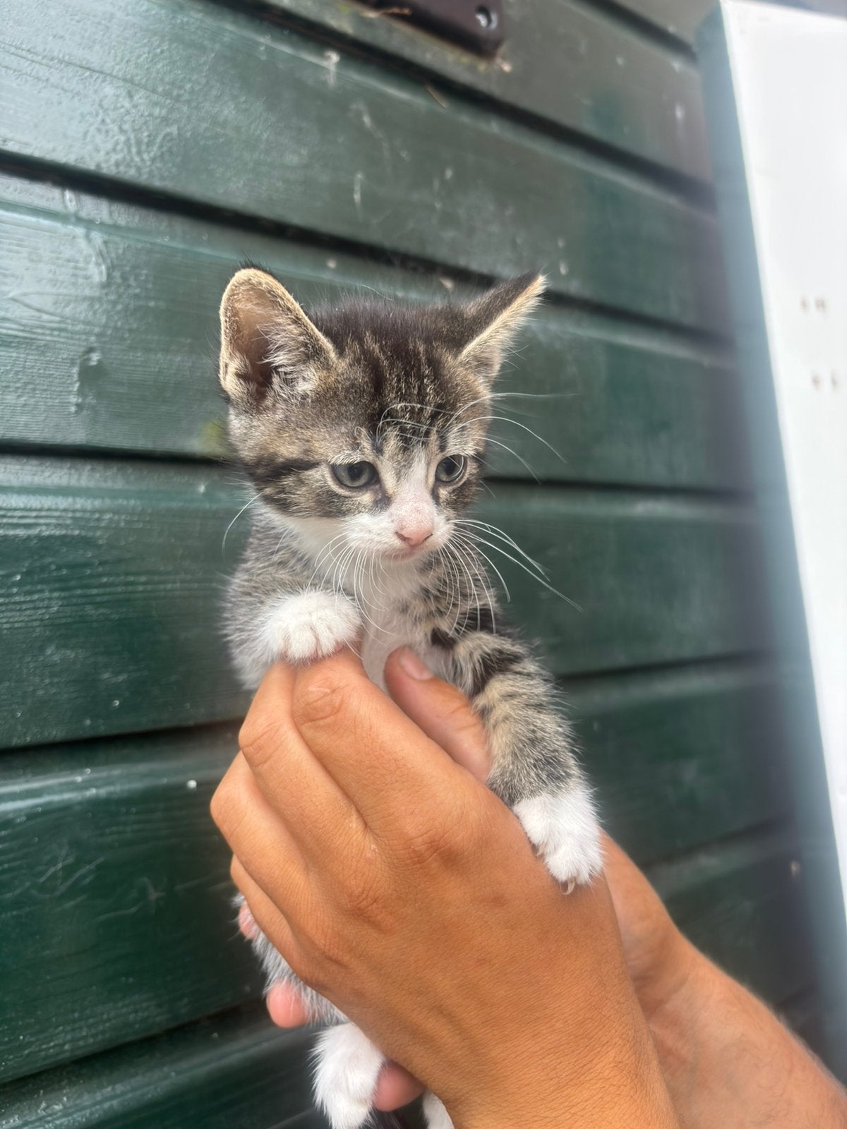 Kittens, Dieren en Toebehoren, Meerdere dieren, Kortharig, 0 tot 2 jaar