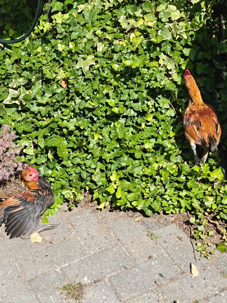 Krielhanen moet weg, Dieren en Toebehoren, Mannelijk, Kip