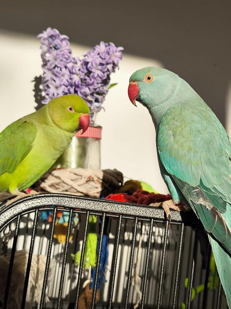 Halsbandparkiet, Meerdere dieren, Papegaai, Pratend