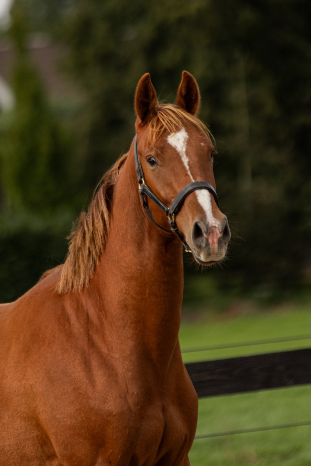Tweejarige talentvolle dressuur ruin van extreme US, Dieren en Toebehoren, Met stamboom, Ruin, Dressuurpaard, 0 tot 2 jaar