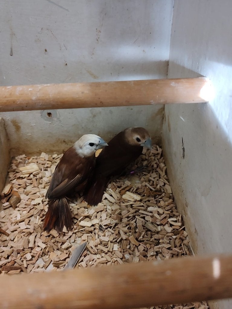 Witkopnon | Zeldzaam | Koppel, Dieren en Toebehoren, Vogels | Overige Vogels, Meerdere dieren, Tropenvogel, Geringd