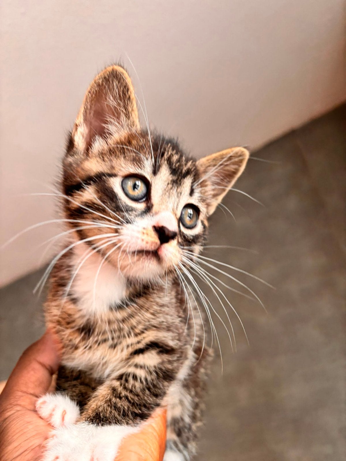 speelse kittens zoeken een gouden mandje geboren op 17-06-26, Meerdere dieren, Kortharig, 0 tot 2 jaar