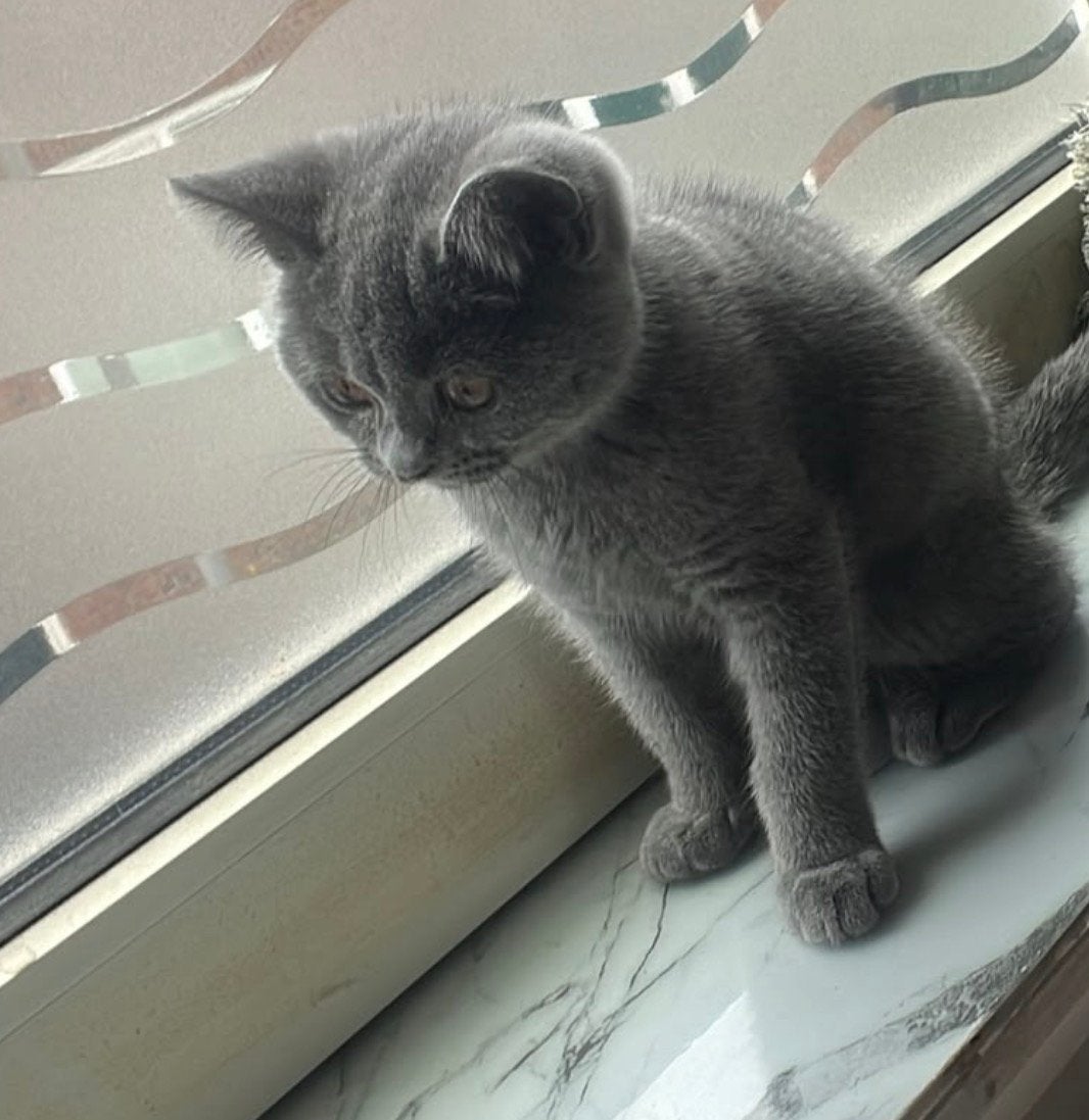 Britse korthaar poesje, Dieren en Toebehoren, Katten en Kittens | Raskatten | Korthaar, Meerdere dieren