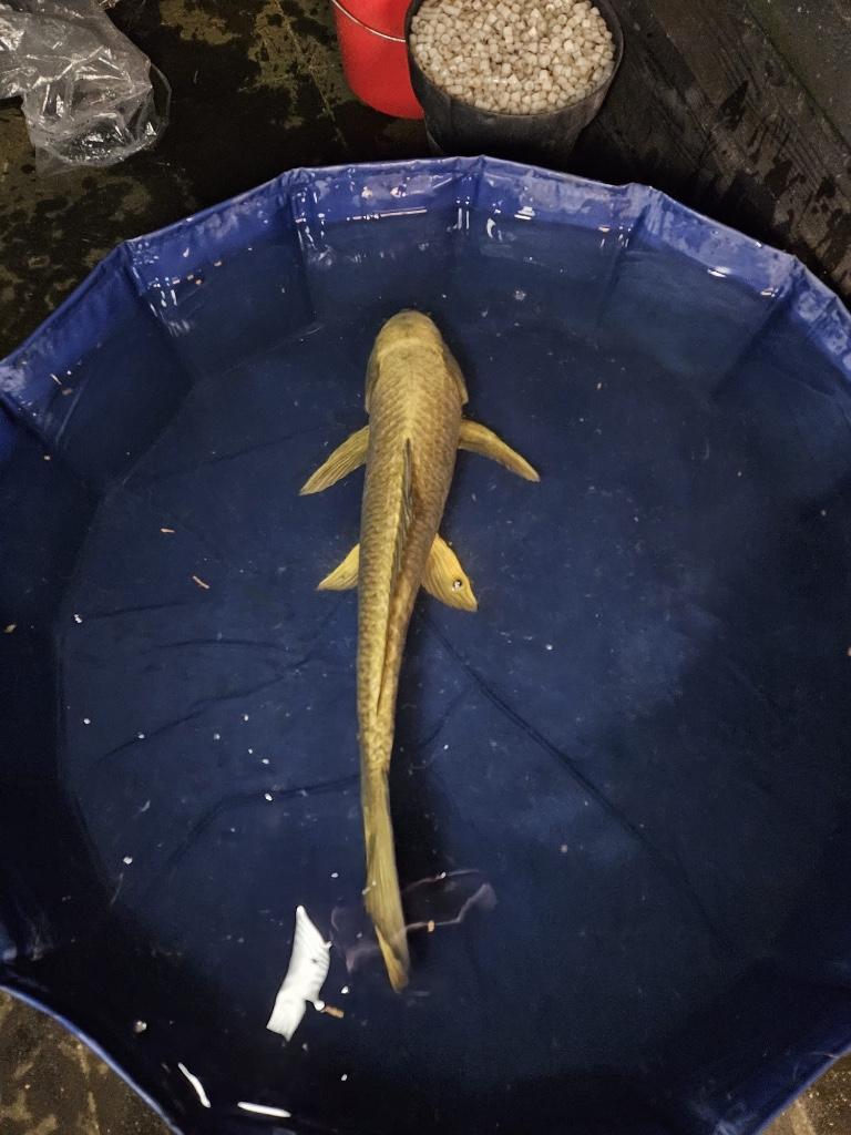 Mukashi Ogon japanse koi Tam!, Karper of Koi