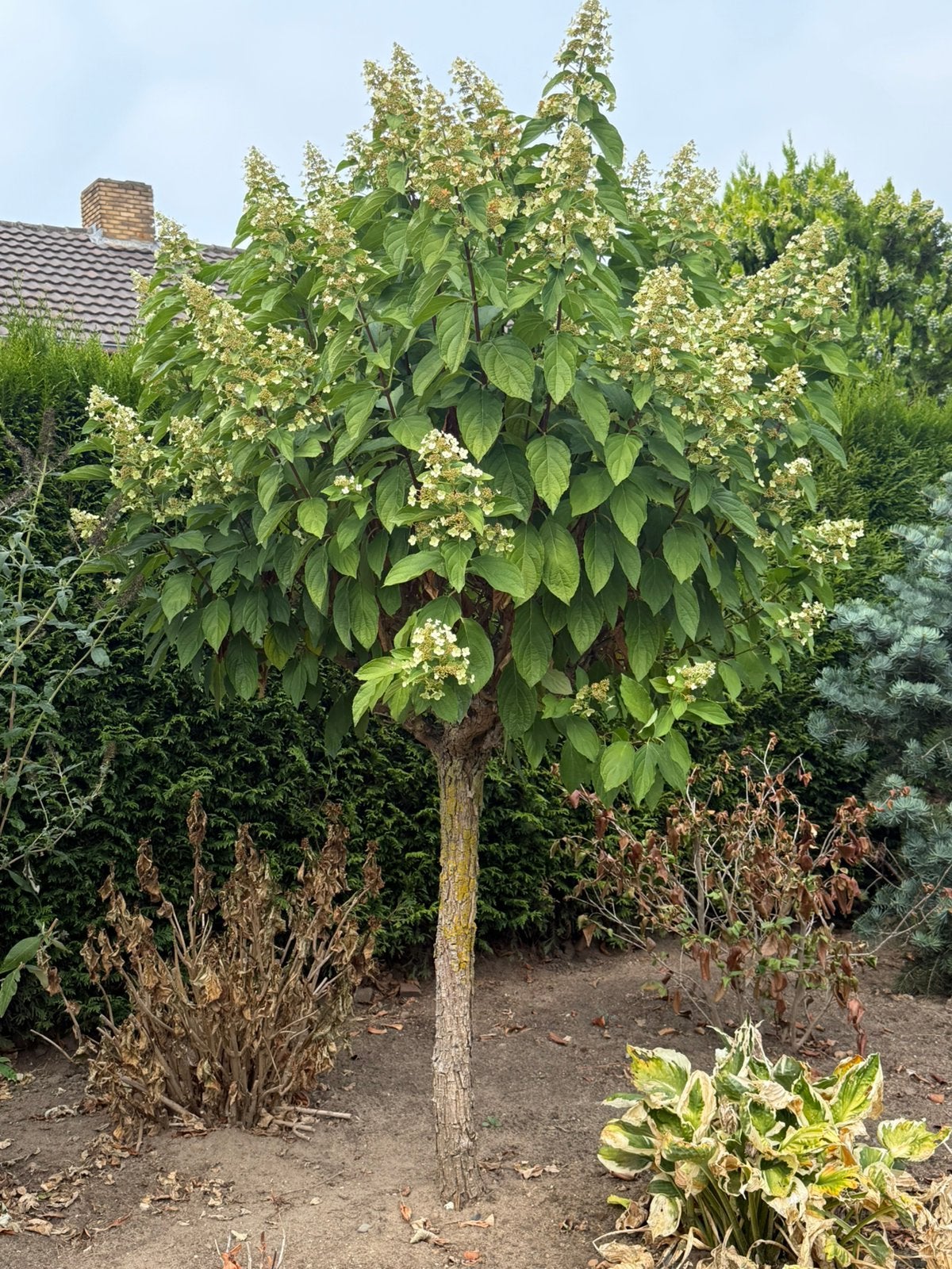 Prachtige punt hortensia op stam!, Tuin en Terras, 100 tot 250 cm, Zomer, Palmboom, Ophalen