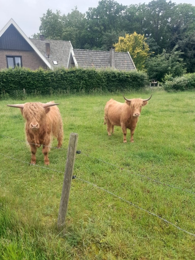 4 schotsehooglanders, Dieren en Toebehoren, Runderen, Meerdere dieren, 0 tot 2 jaar