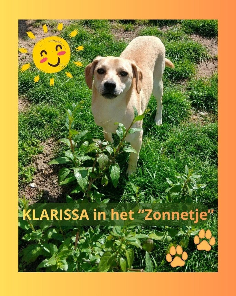 DE LEUKSTE HONDEN , ZOEKEN EEN THUIS, GASTGEZIN REGIO A'DAM, 1 tot 2 jaar, Parvo, Meerdere, Meerdere dieren