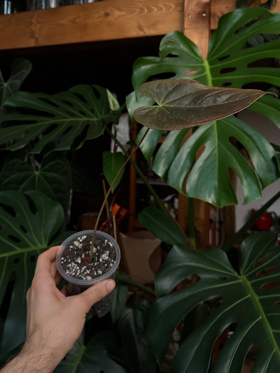 Anthurium moodeanum (stek), Ophalen, Halfschaduw, Minder dan 100 cm