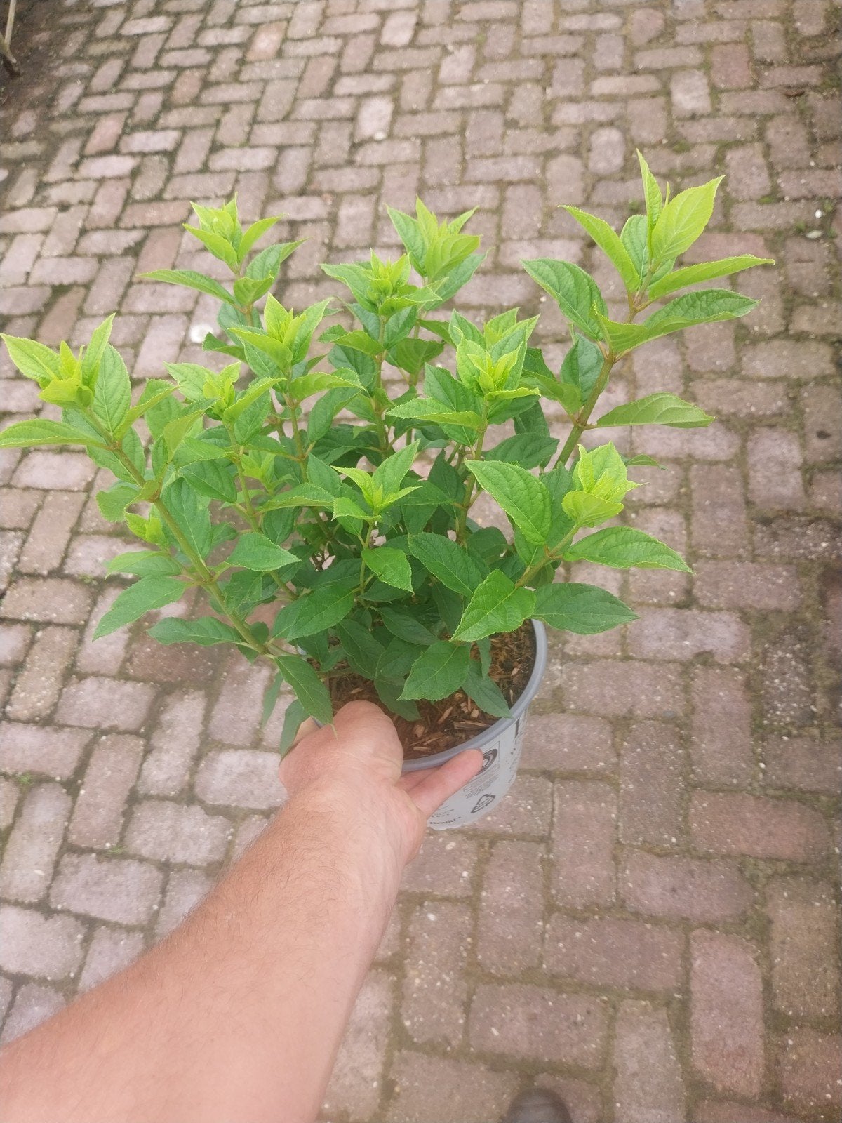 Hortensia Little Lime - Compacte en bloeirijke heester, Tuin en Terras, Vaste plant, Halfschaduw, Zomer, Ophalen
