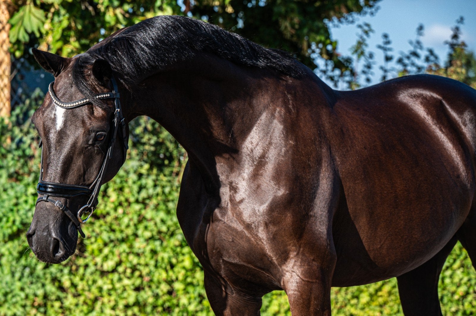 8 jarige ruin (for ferrero x ampere), Ruin, 160 tot 165 cm, 7 tot 10 jaar