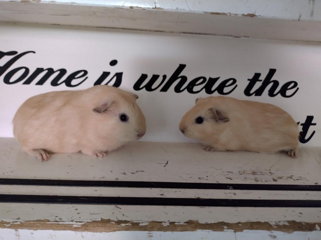 cavia,s twee jonge cremé gladhaar beertjes/broertjes, Dieren en Toebehoren, Mannelijk, Tam, Maart, Cavia