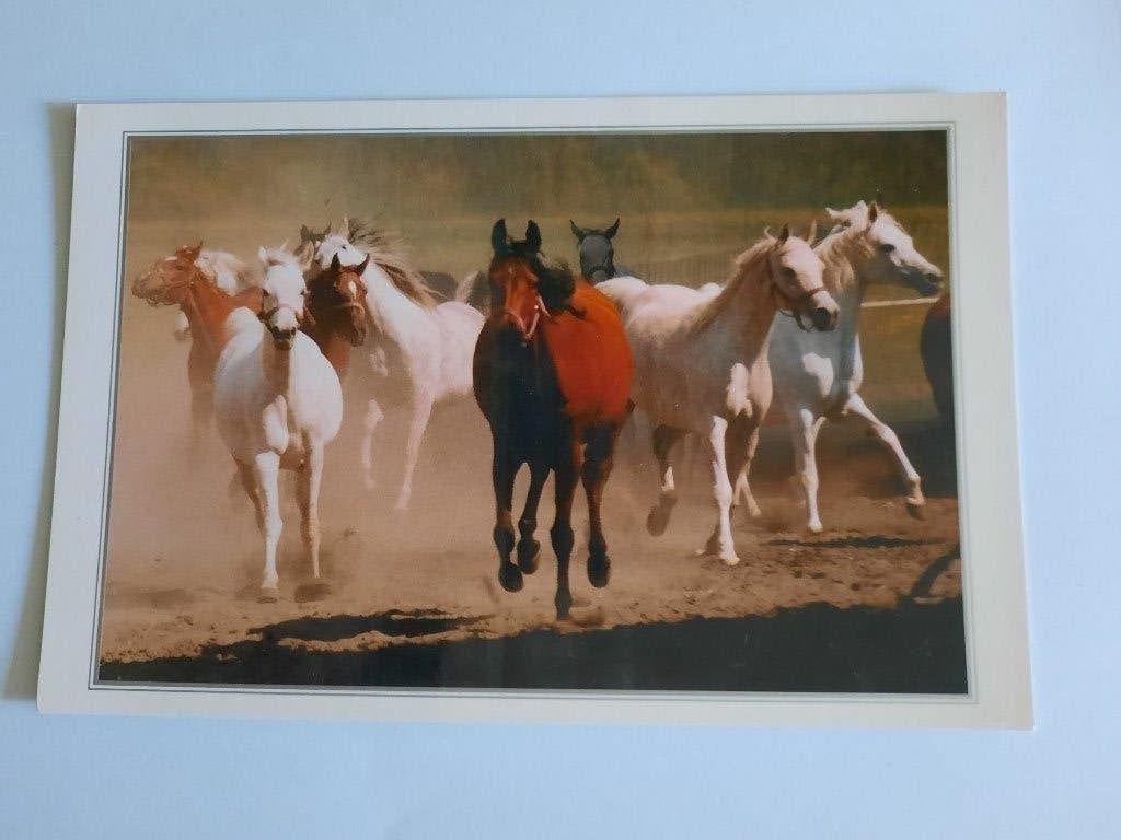 ansichtkaart paard veulen, Ophalen, 1980 tot heden, Ongelopen, Paard