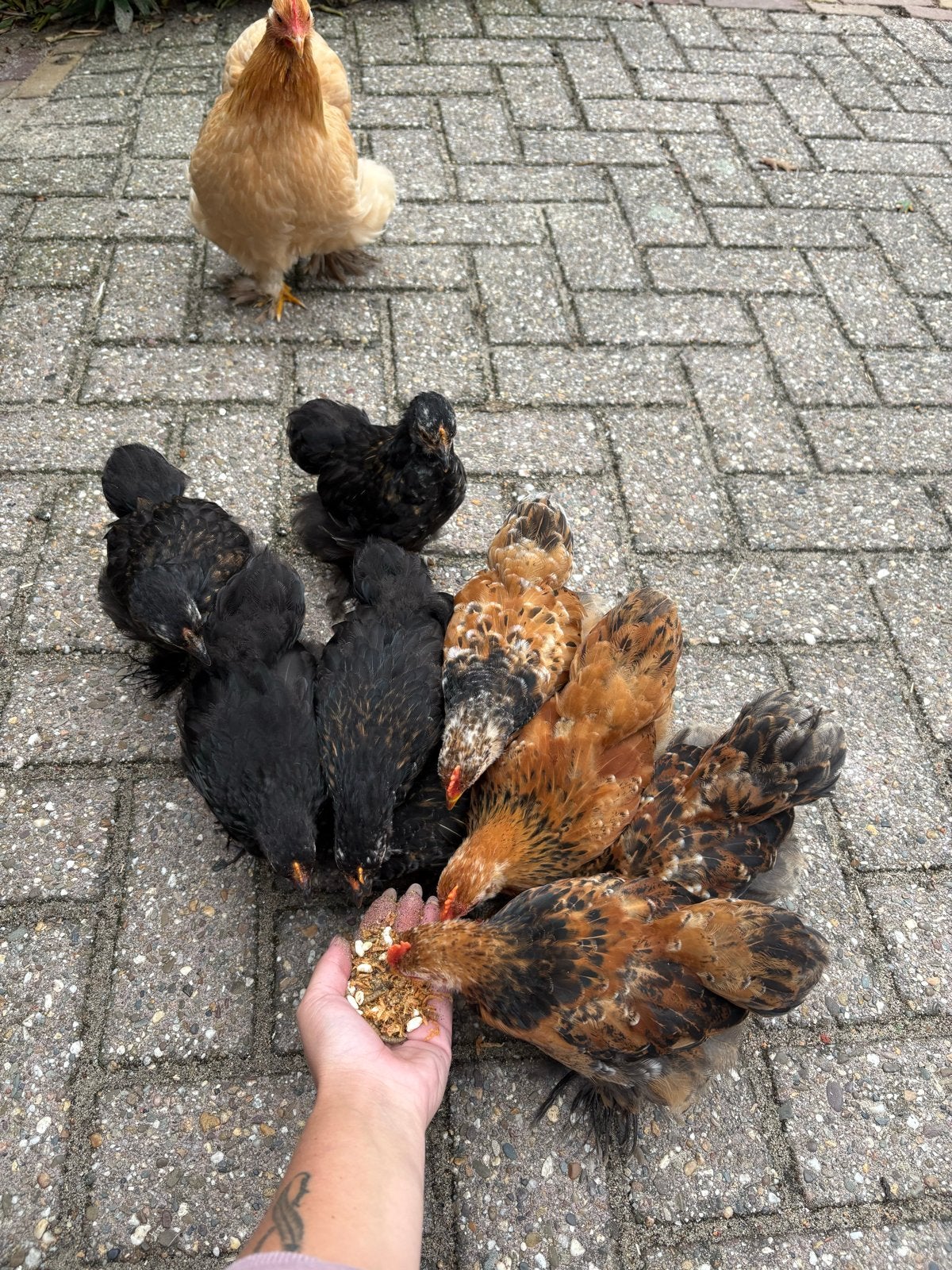 4 super knappe bruine cochin haantjes van 1 juli te koop, Dieren en Toebehoren, Mannelijk, Kip