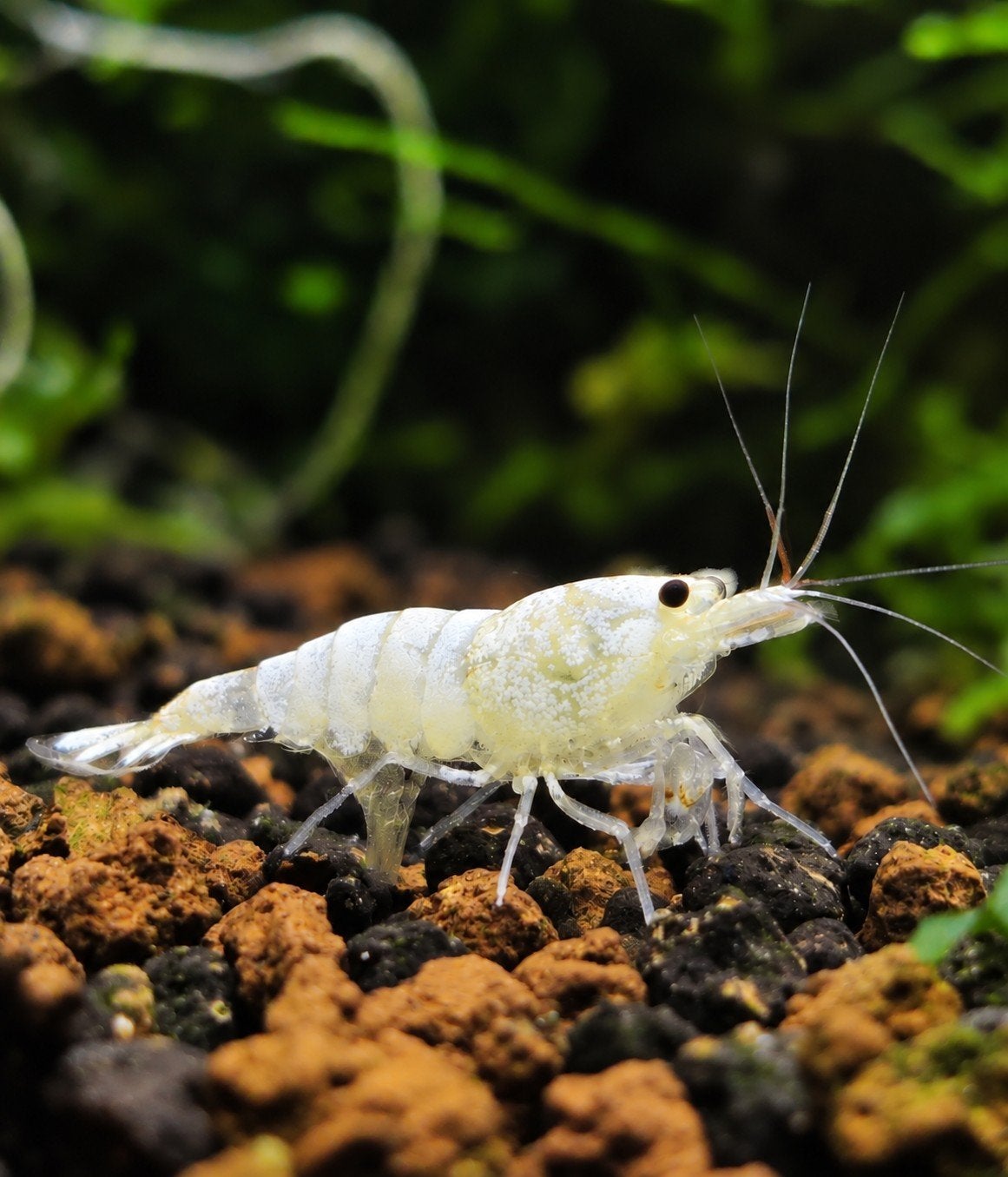Snow White Caridina garnalen

Te koop: Snow White Caridi, Kreeft, Krab of Garnaal, Zoetwatervis