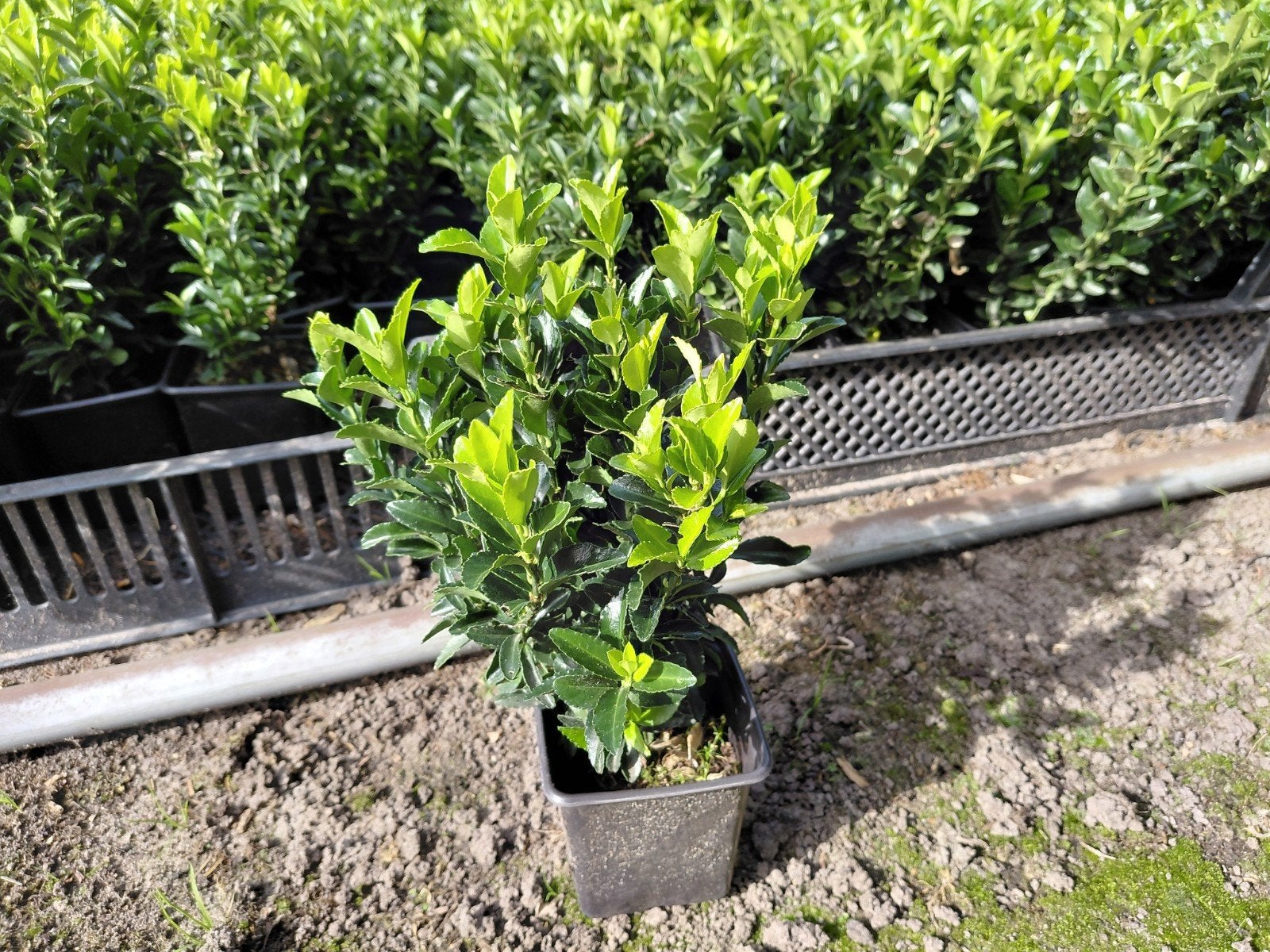 Euonymus Green Spire, Tuin en Terras, Ophalen, Overige soorten, Minder dan 100 cm