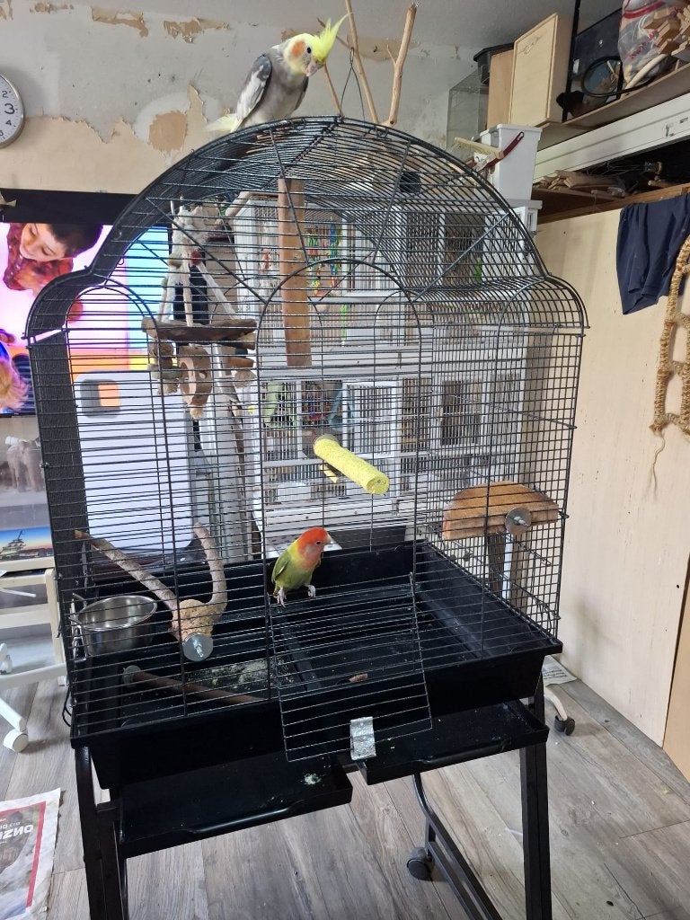vogels kooi  voor ale soort vogels, Ophalen, Zo goed als nieuw, Metaal, Vogelkooi