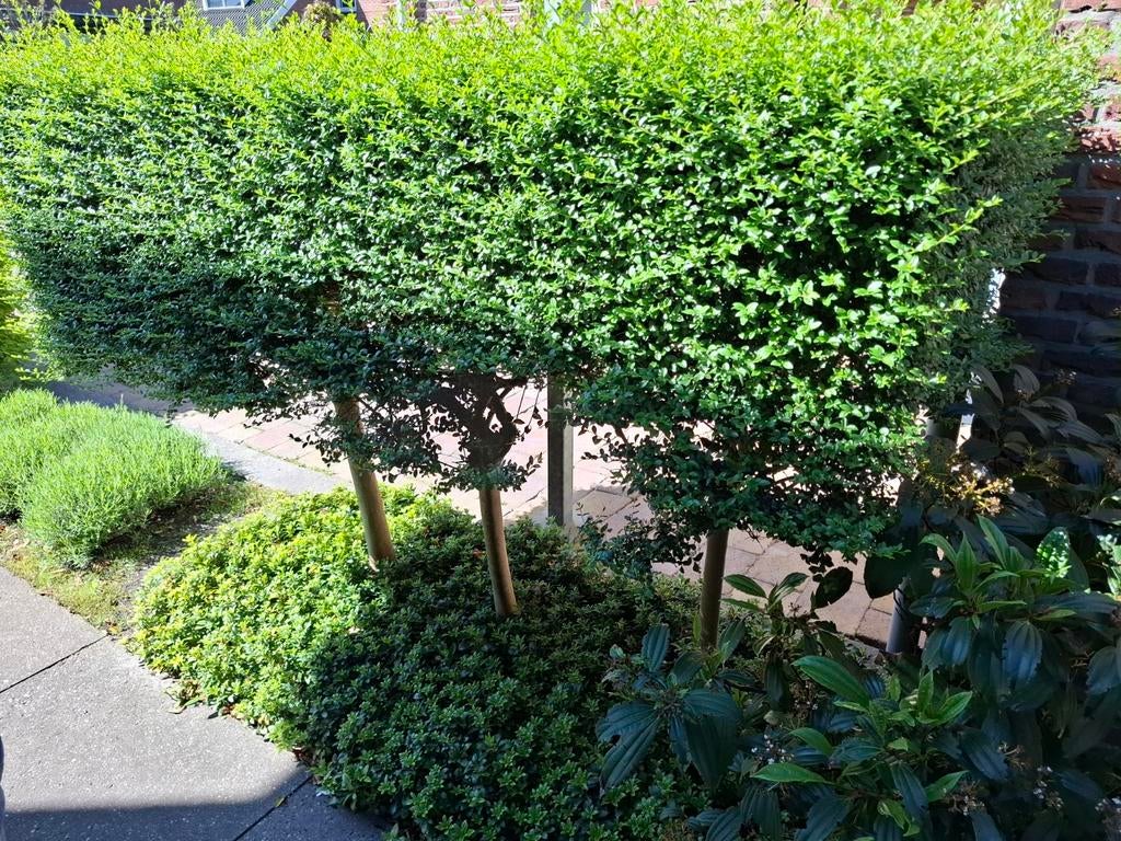 Buxus haagplanten - zelf eruit halen, Ophalen