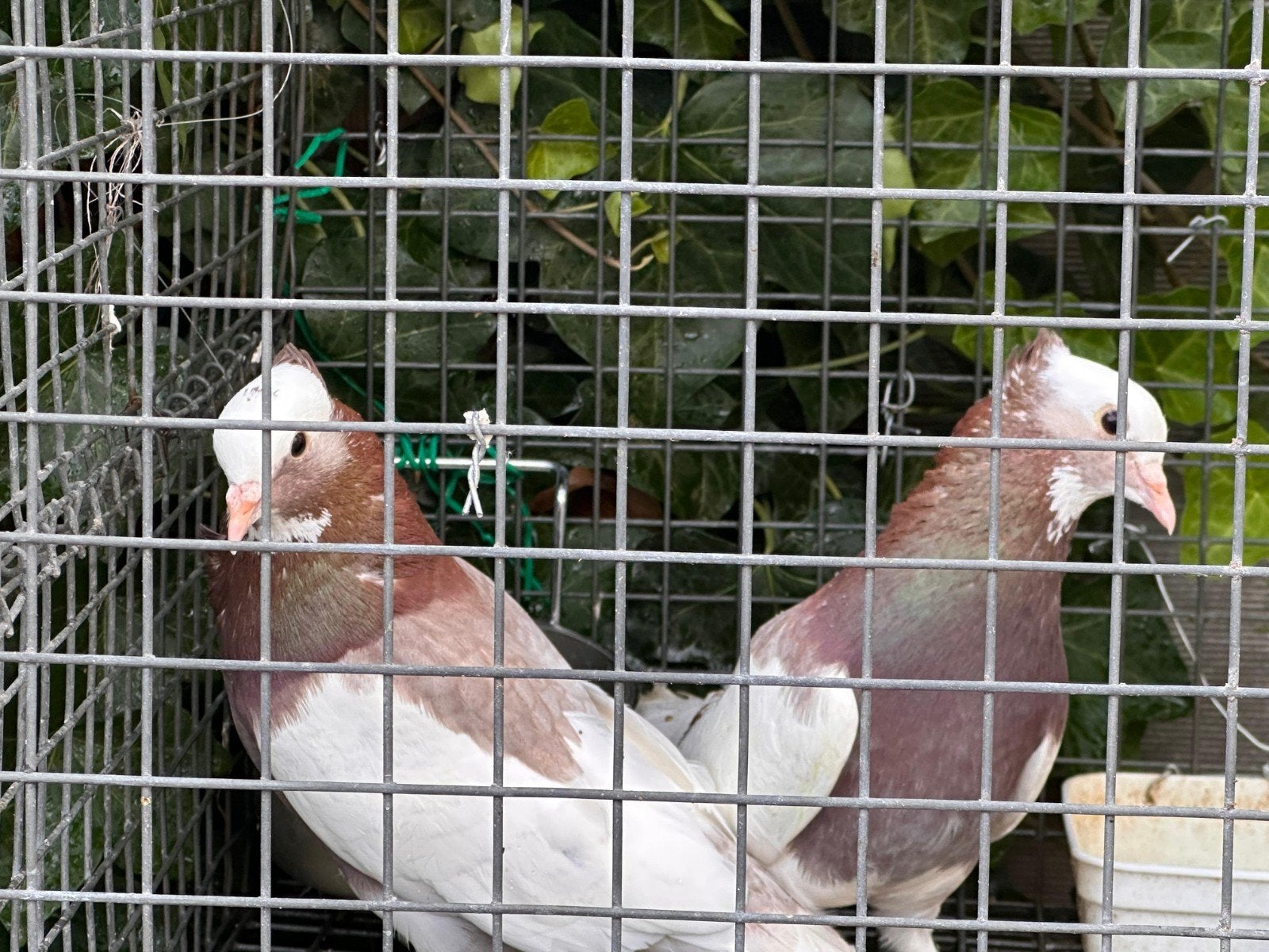 iraanse hoogvlieger duivin Takla, Dieren en Toebehoren, Vogels | Duiven, Meerdere dieren, Overige soorten