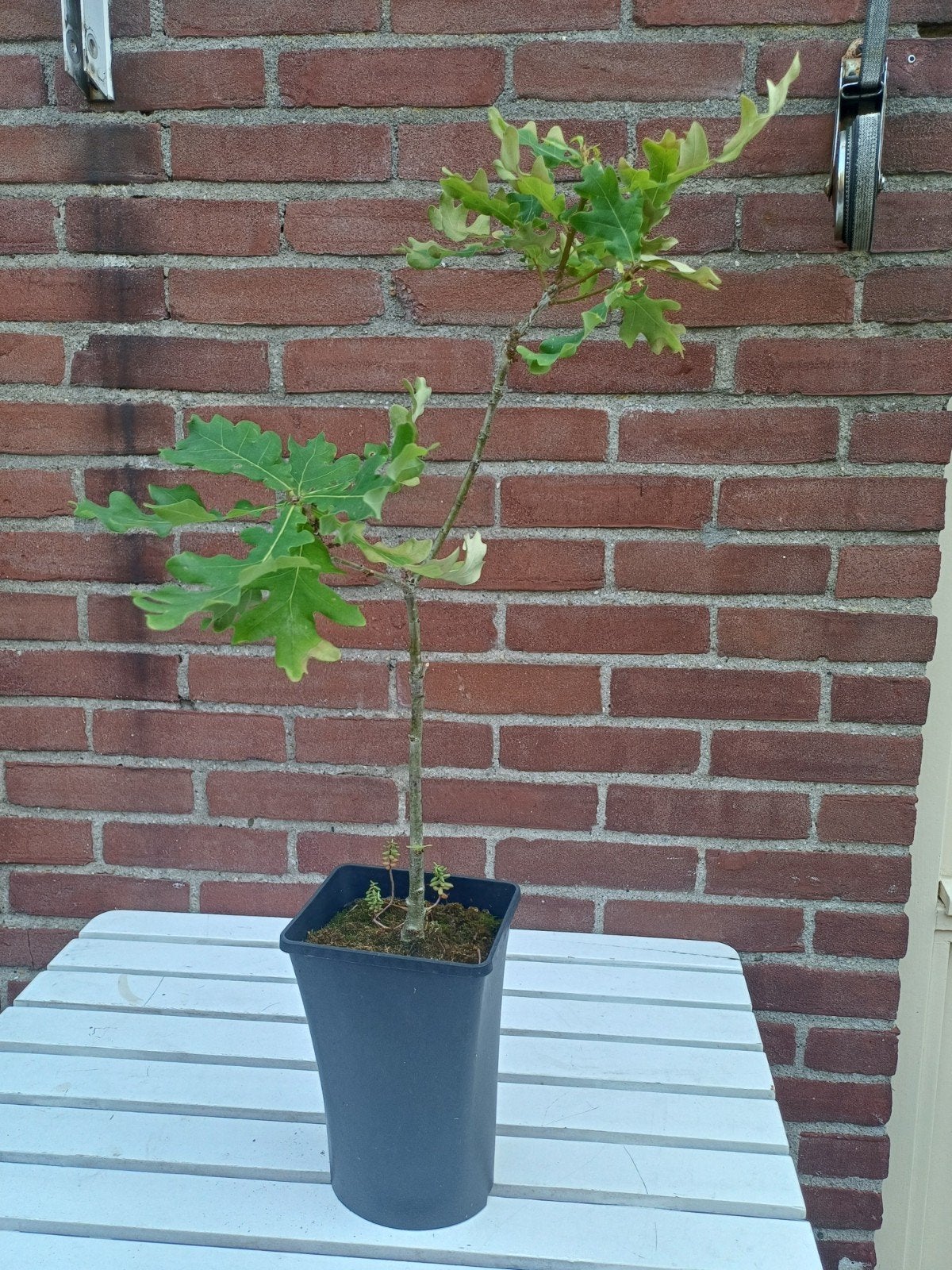 Jonge Bur Eik (Quercus macrocarpa) in pot, Tuin en Terras, Ophalen, In pot, Volle zon, Overige soorten
