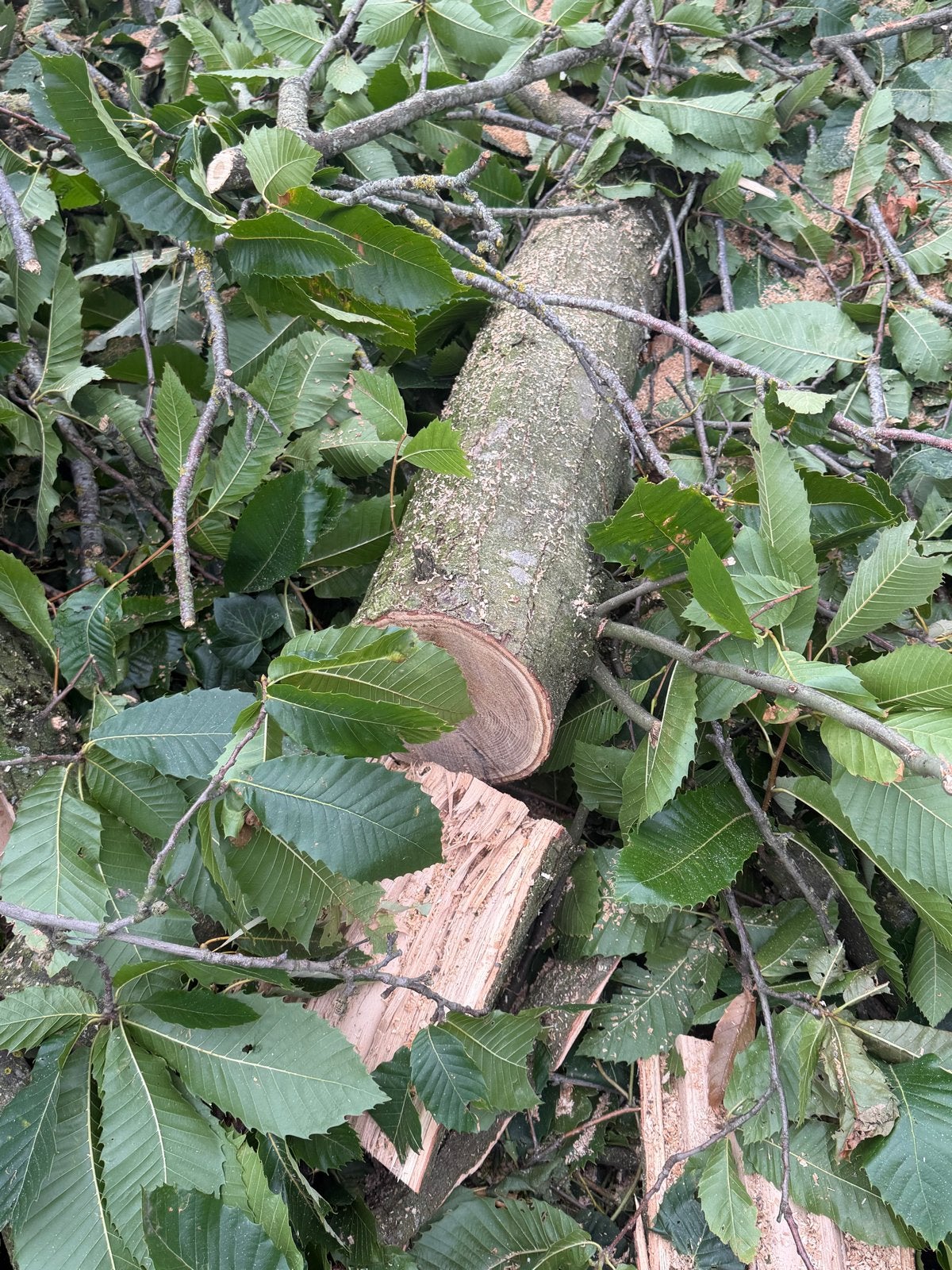 GRATIS! OPHALEN! Vers gekapt brandhout - Diverse houtsoorten, Tuin en Terras, 6 m³ of meer, Ophalen of Verzenden, Eikenhout, Stammen